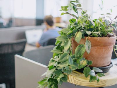 site_foto_horizontal_planta